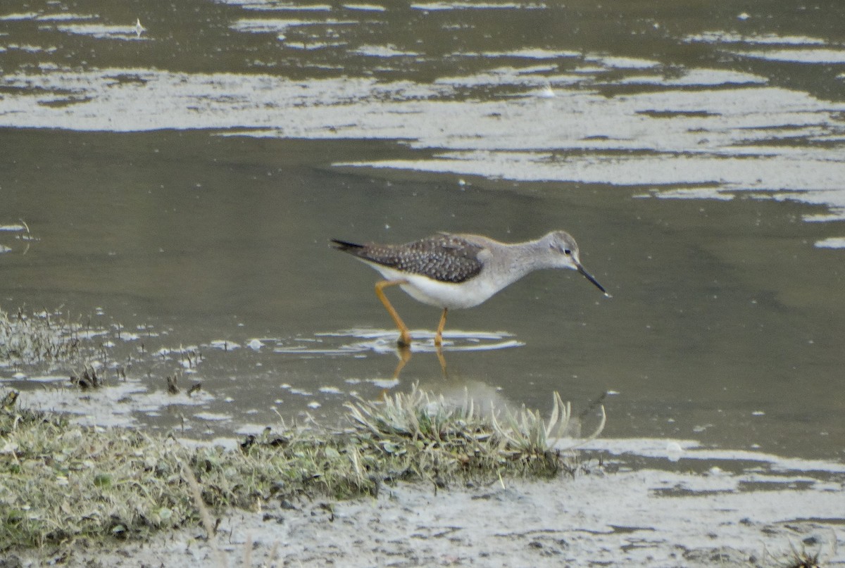 Lesser Yellowlegs - Carolina  Tosta Mayoral