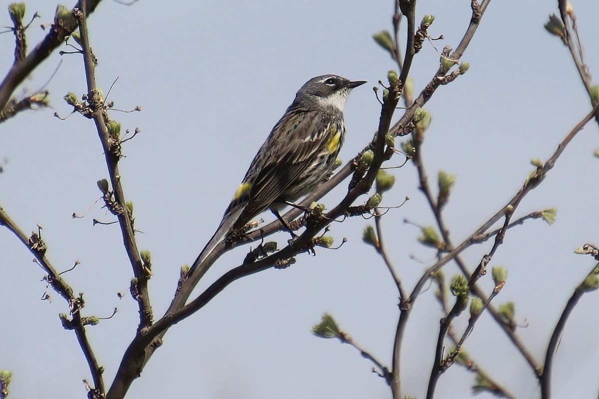 Yellow-rumped Warbler - Elaine Cassidy