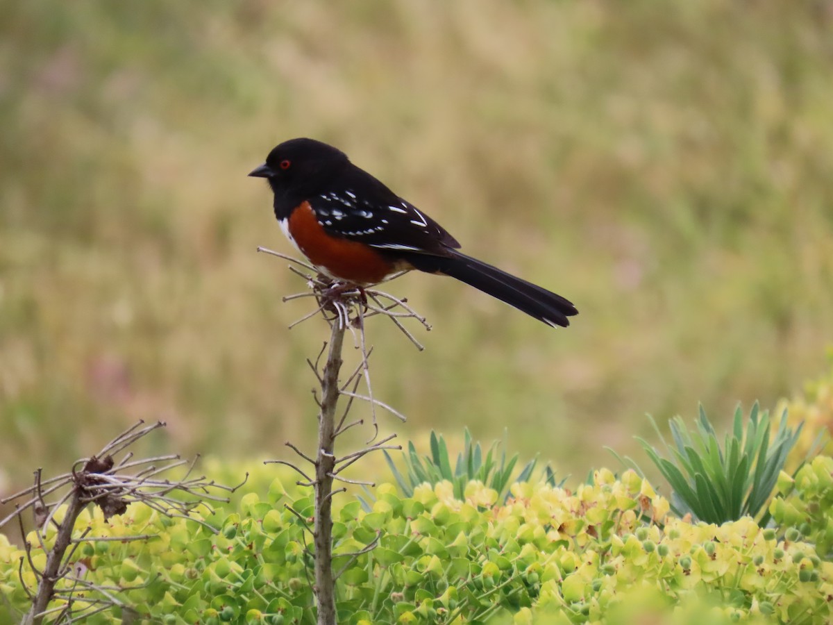 Spotted Towhee - Erica Rutherford/ John Colbert