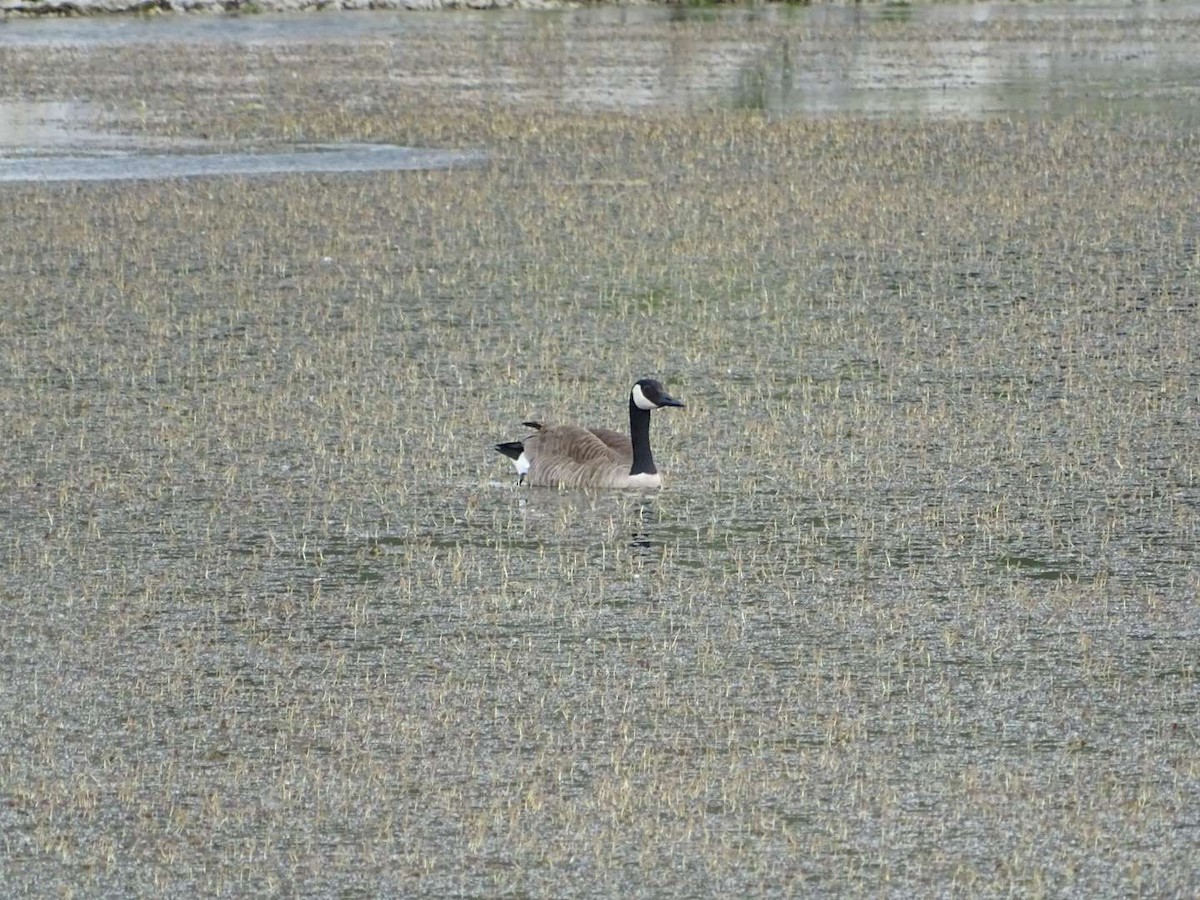 Canada Goose - L Roffman