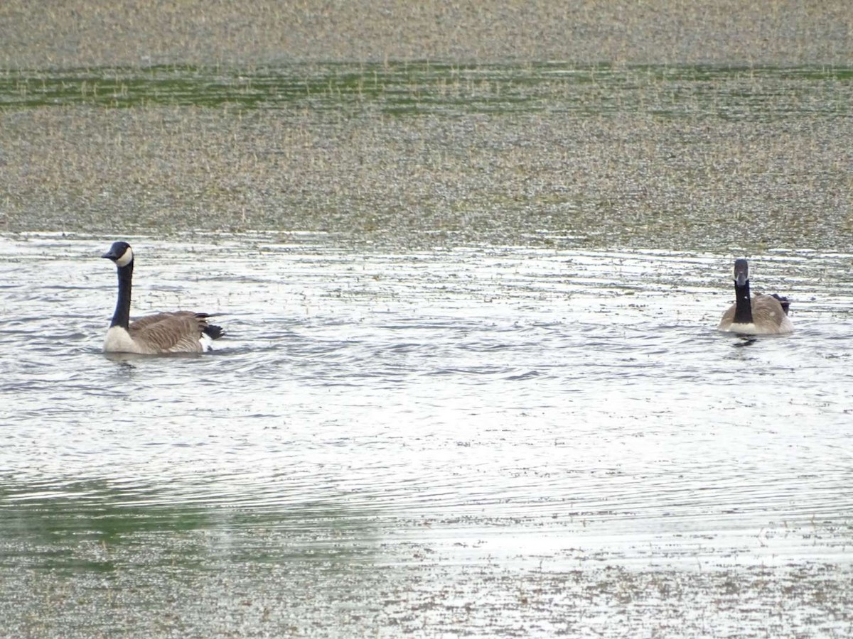 Canada Goose - L Roffman