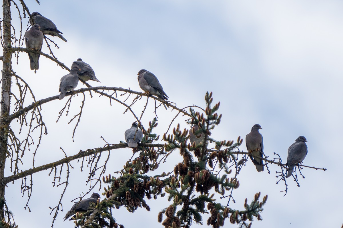 Band-tailed Pigeon - ML619115032