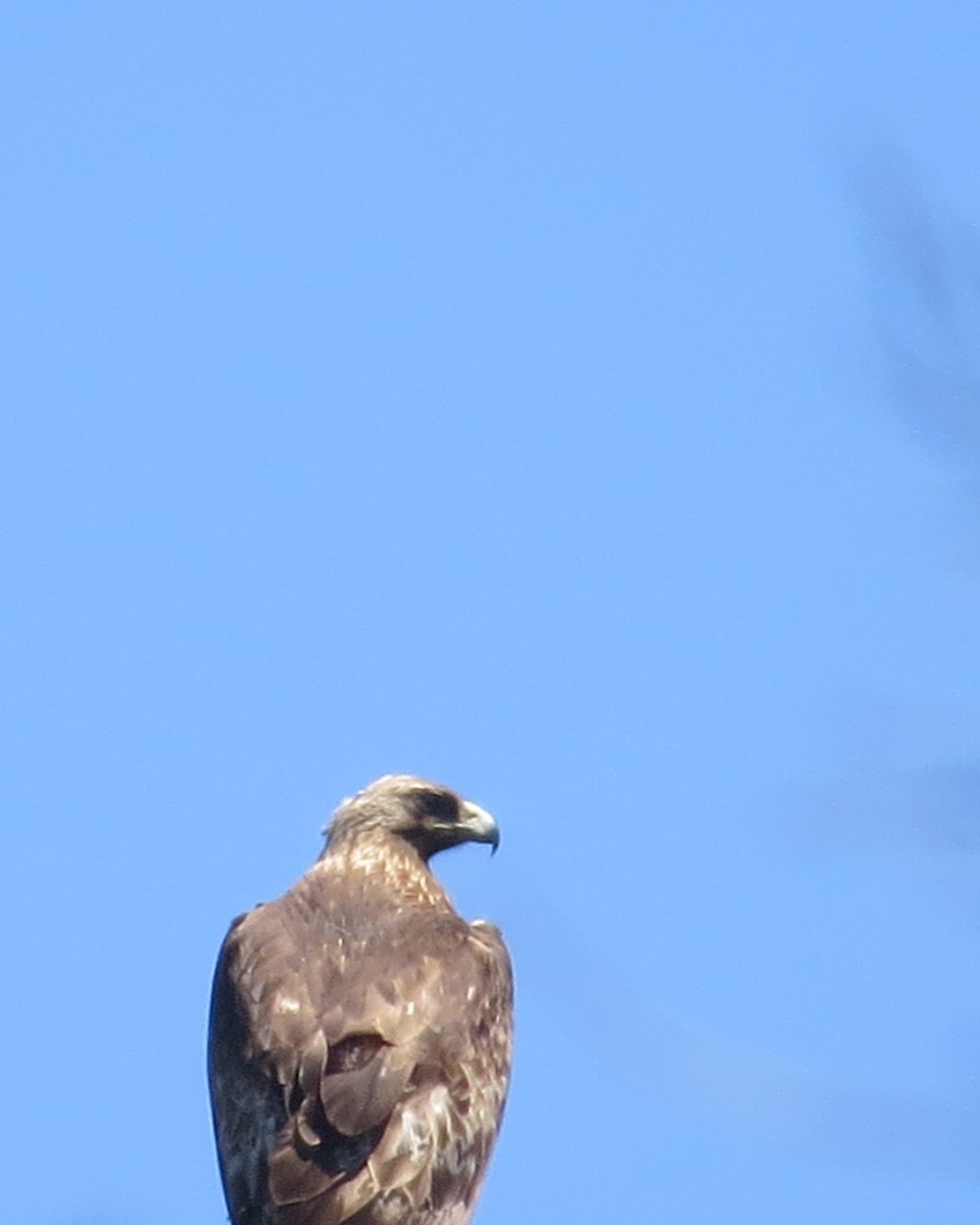 Golden Eagle - Mookie Fudemberg