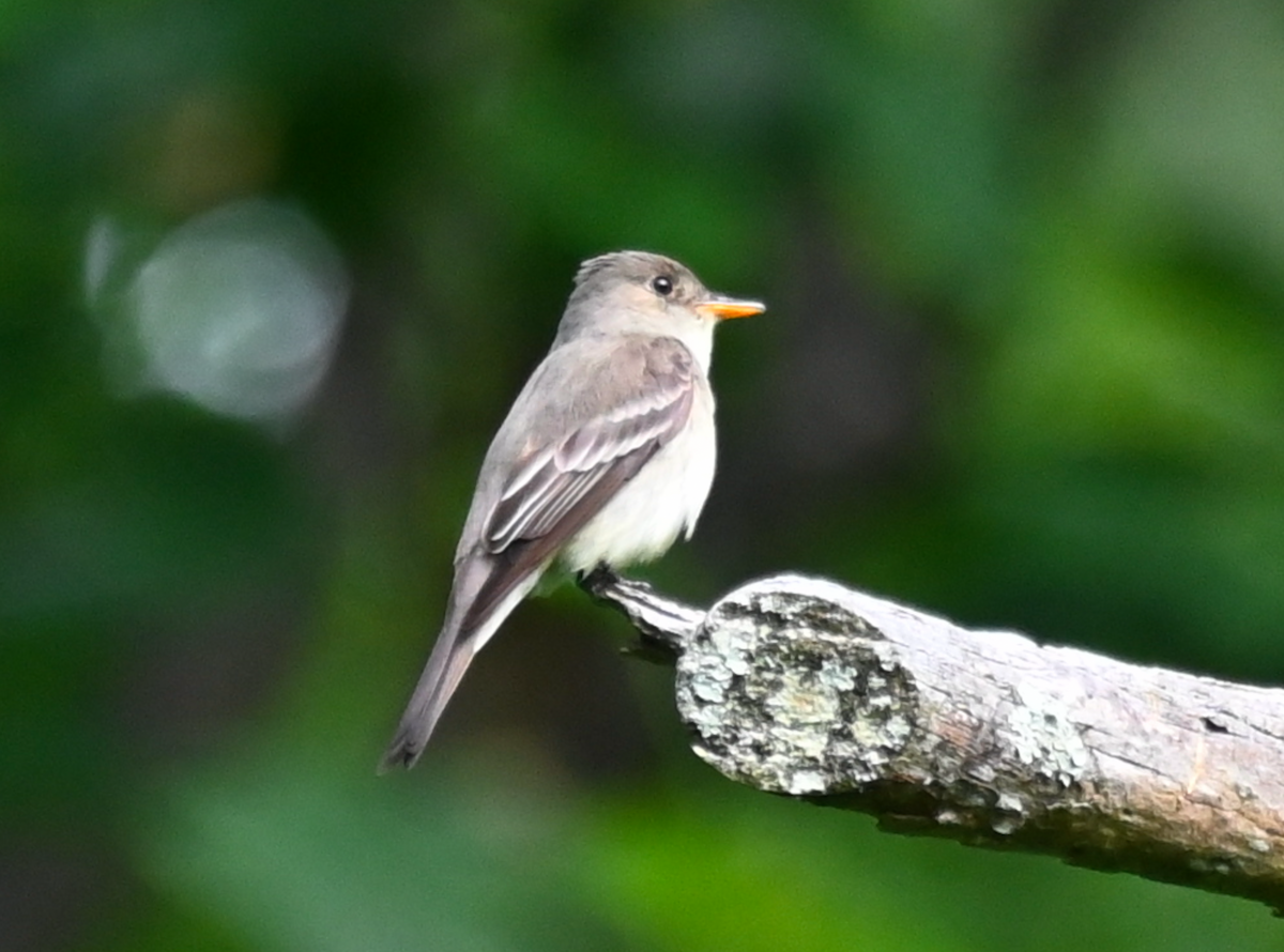 Eastern Wood-Pewee - Heather Buttonow