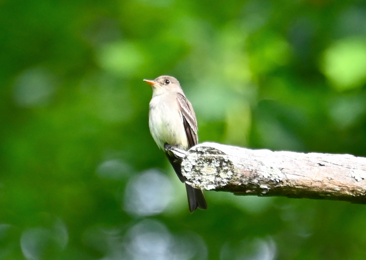 Eastern Wood-Pewee - Heather Buttonow