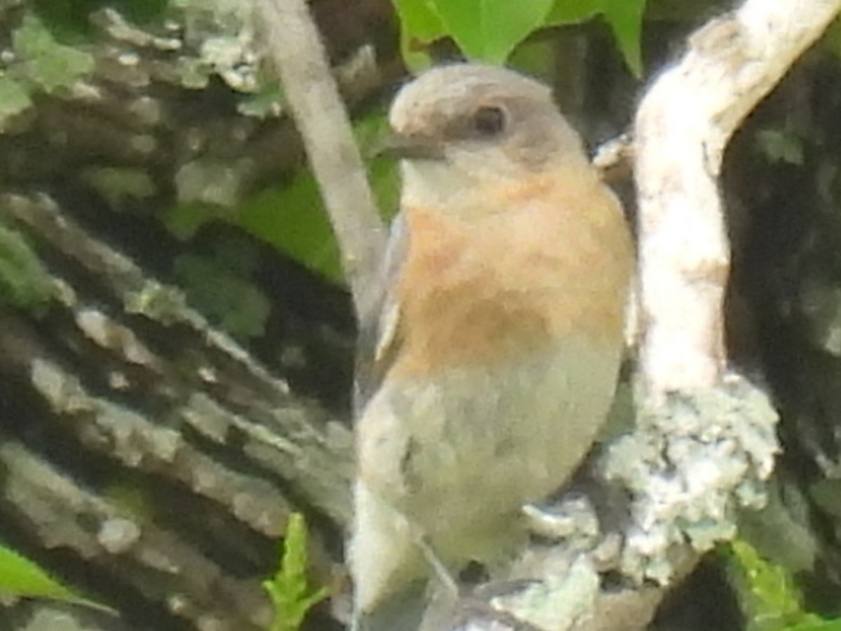 Eastern Bluebird - Marie Asscherick