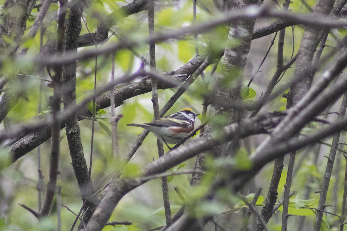 Chestnut-sided Warbler - Sergio Leyva