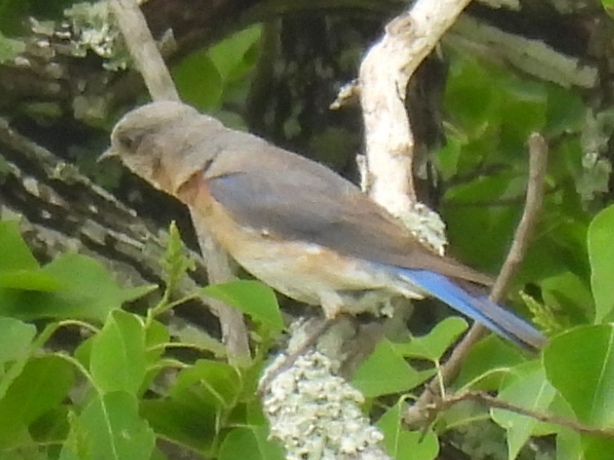 Eastern Bluebird - Marie Asscherick