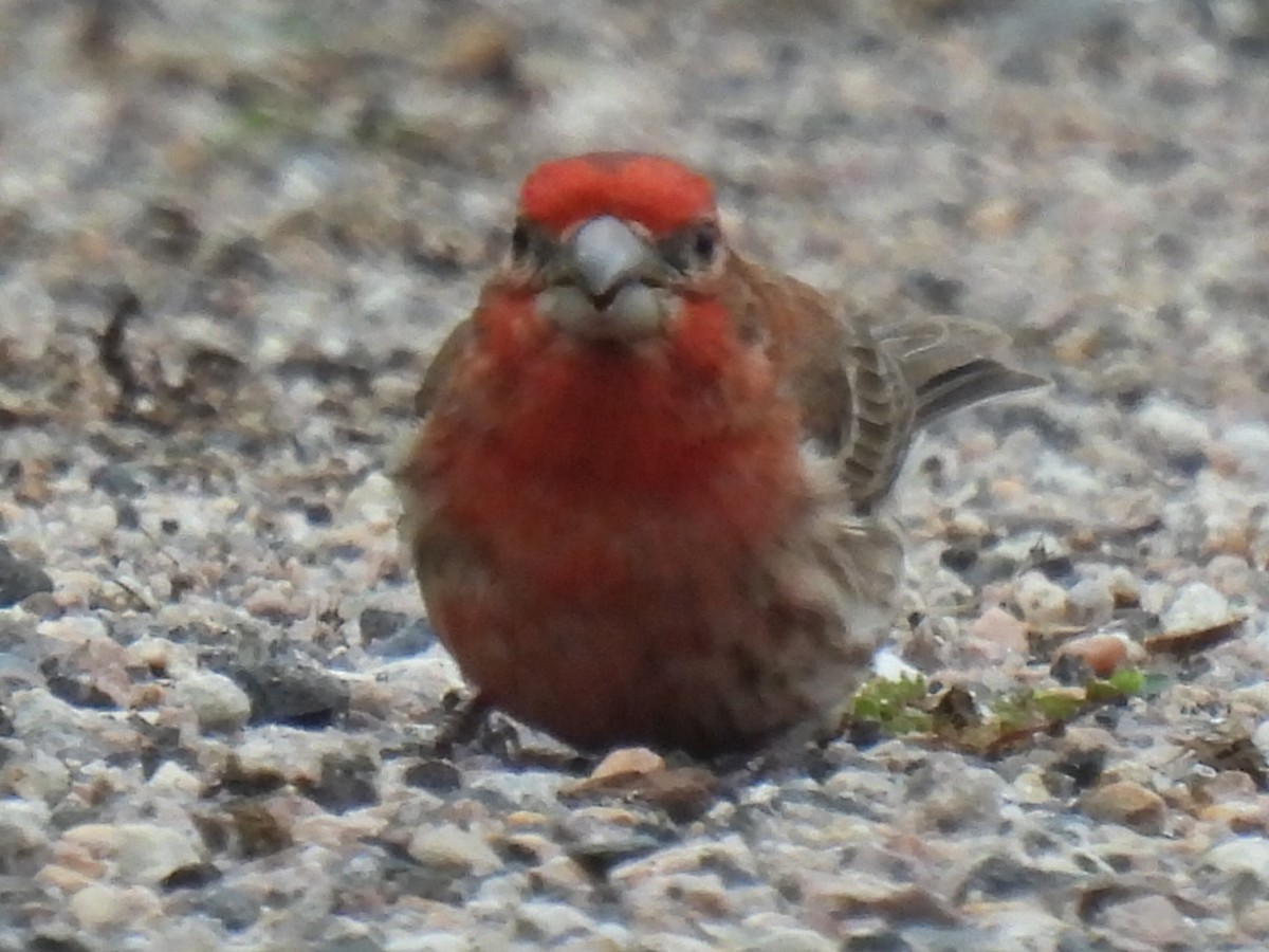 House Finch - ML619115084