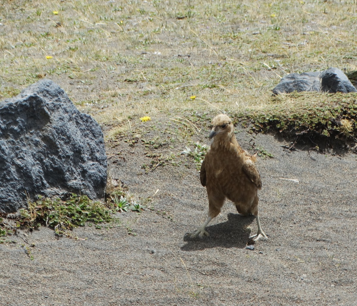 Carunculated Caracara - ML619115104