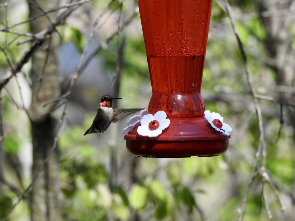 Colibri à gorge rubis - ML619115113