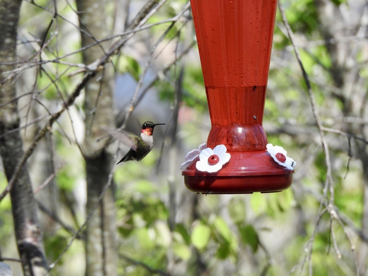 Ruby-throated Hummingbird - ML619115114