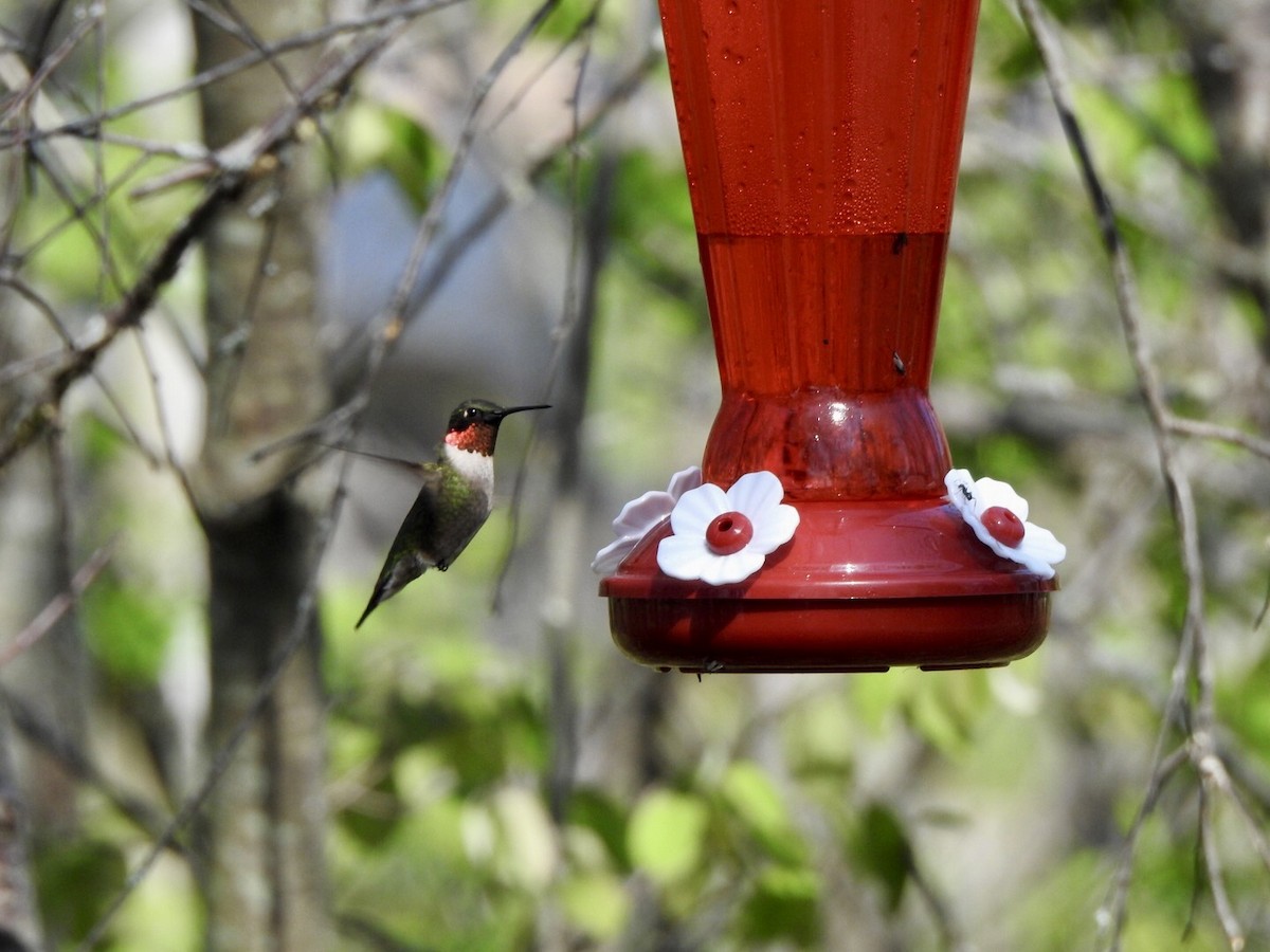 Ruby-throated Hummingbird - ML619115115