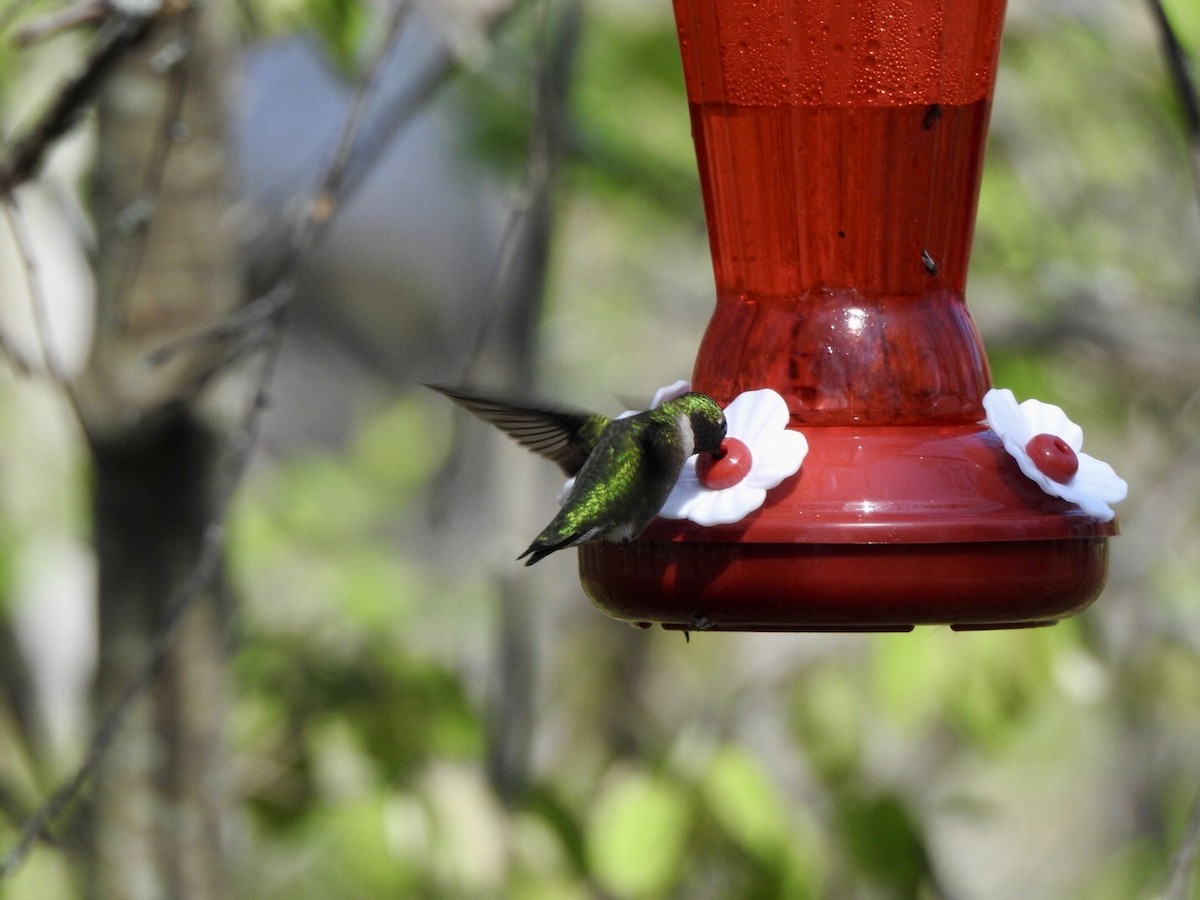 Ruby-throated Hummingbird - ML619115116