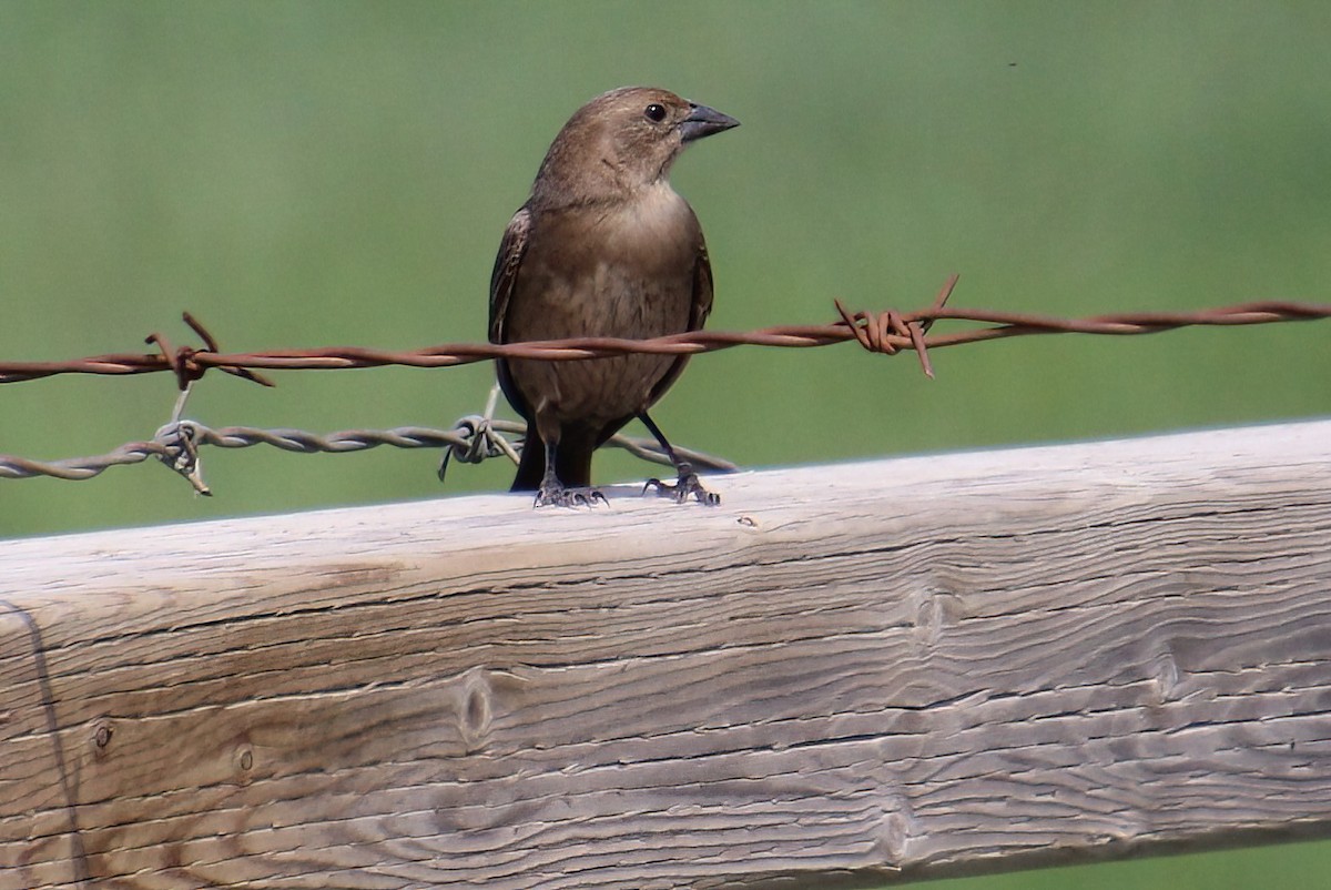 Brown-headed Cowbird - Elaine Cassidy