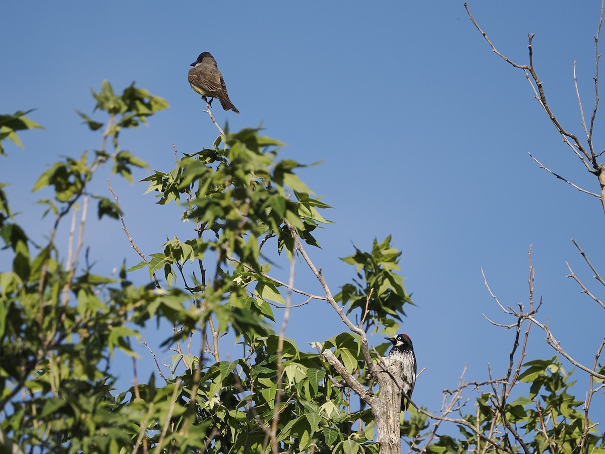 Acorn Woodpecker - Jeffery Sole