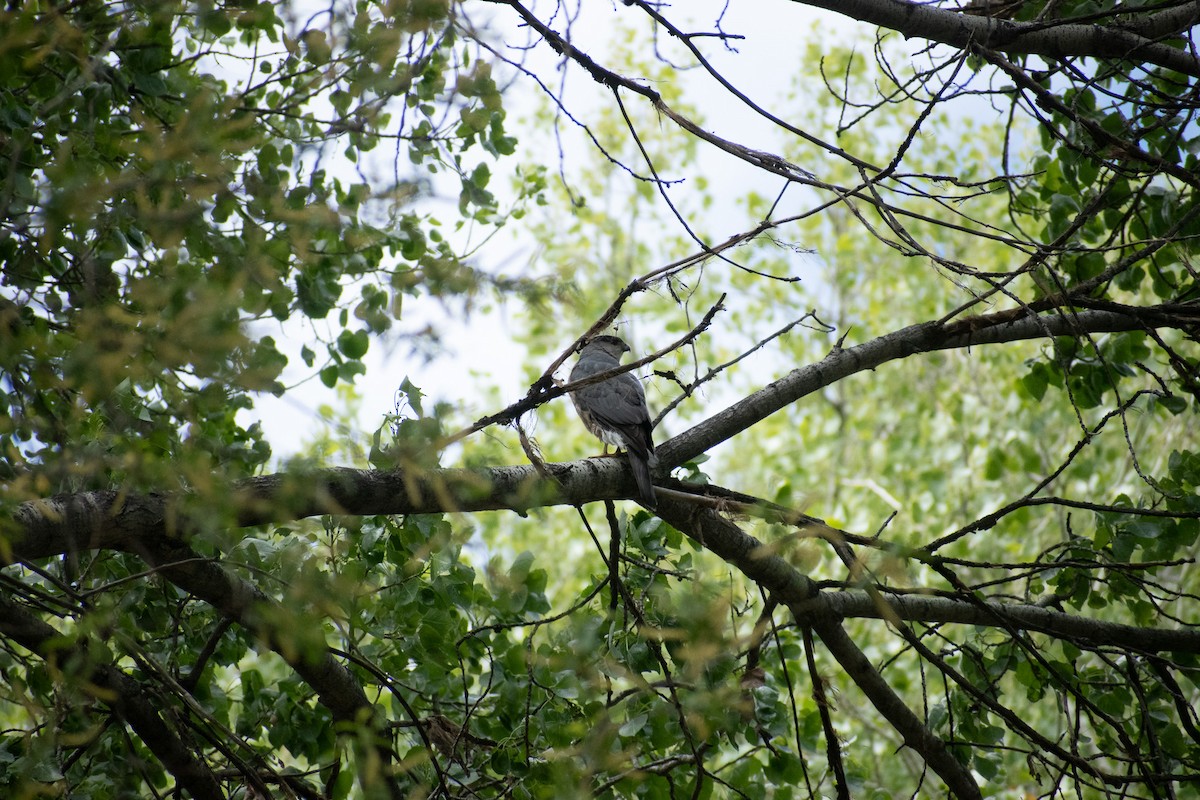 Cooper's Hawk - John Samuelson