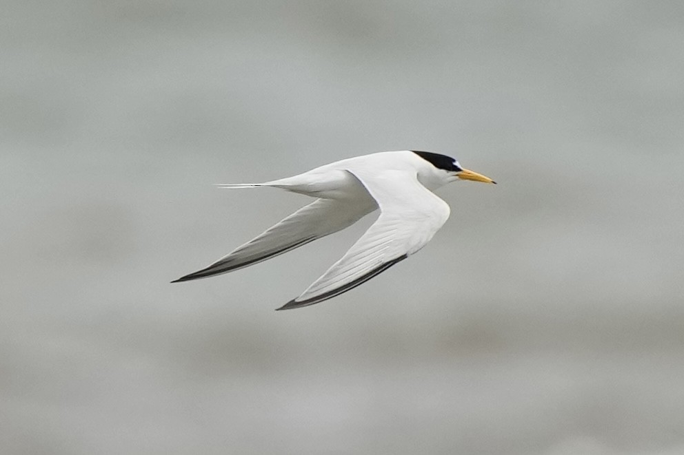 Least Tern - Tom Cassaro