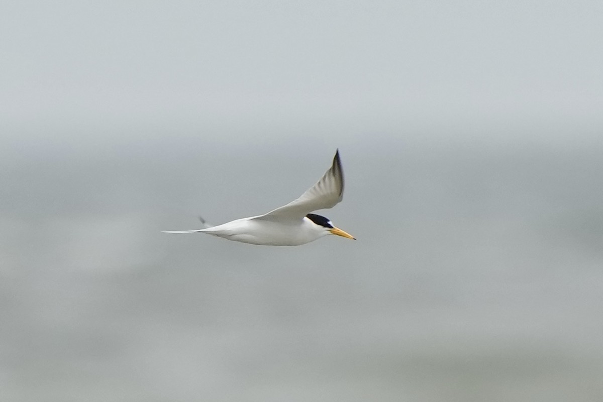 Least Tern - Tom Cassaro