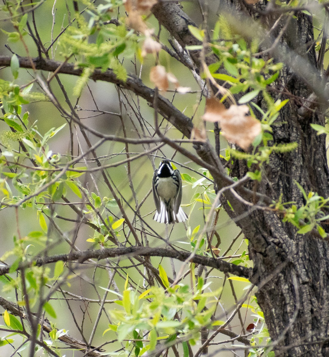 Black-throated Gray Warbler - John Samuelson