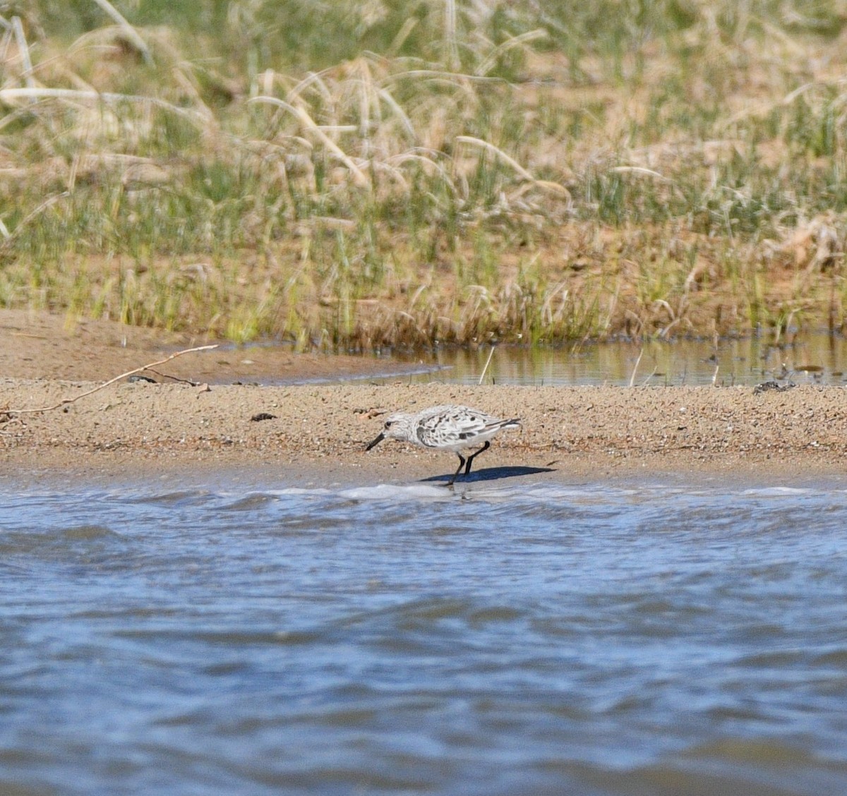 Sanderling - ML619115150