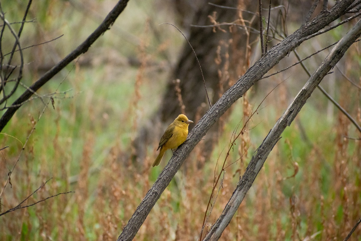 Summer Tanager - John Samuelson