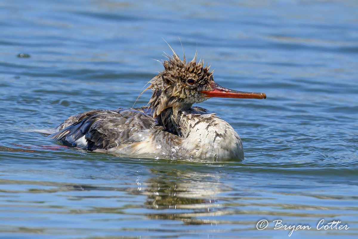 Red-breasted Merganser - Bryan Cotter