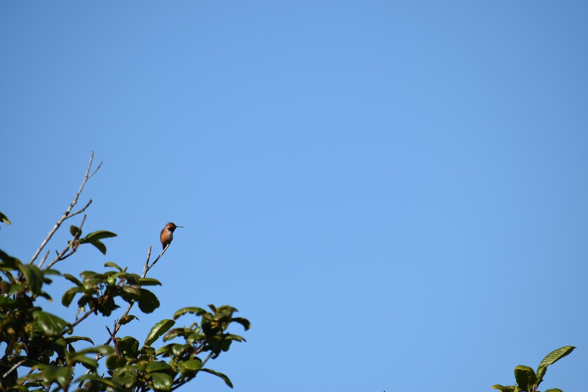 Allen's Hummingbird - ML619115172