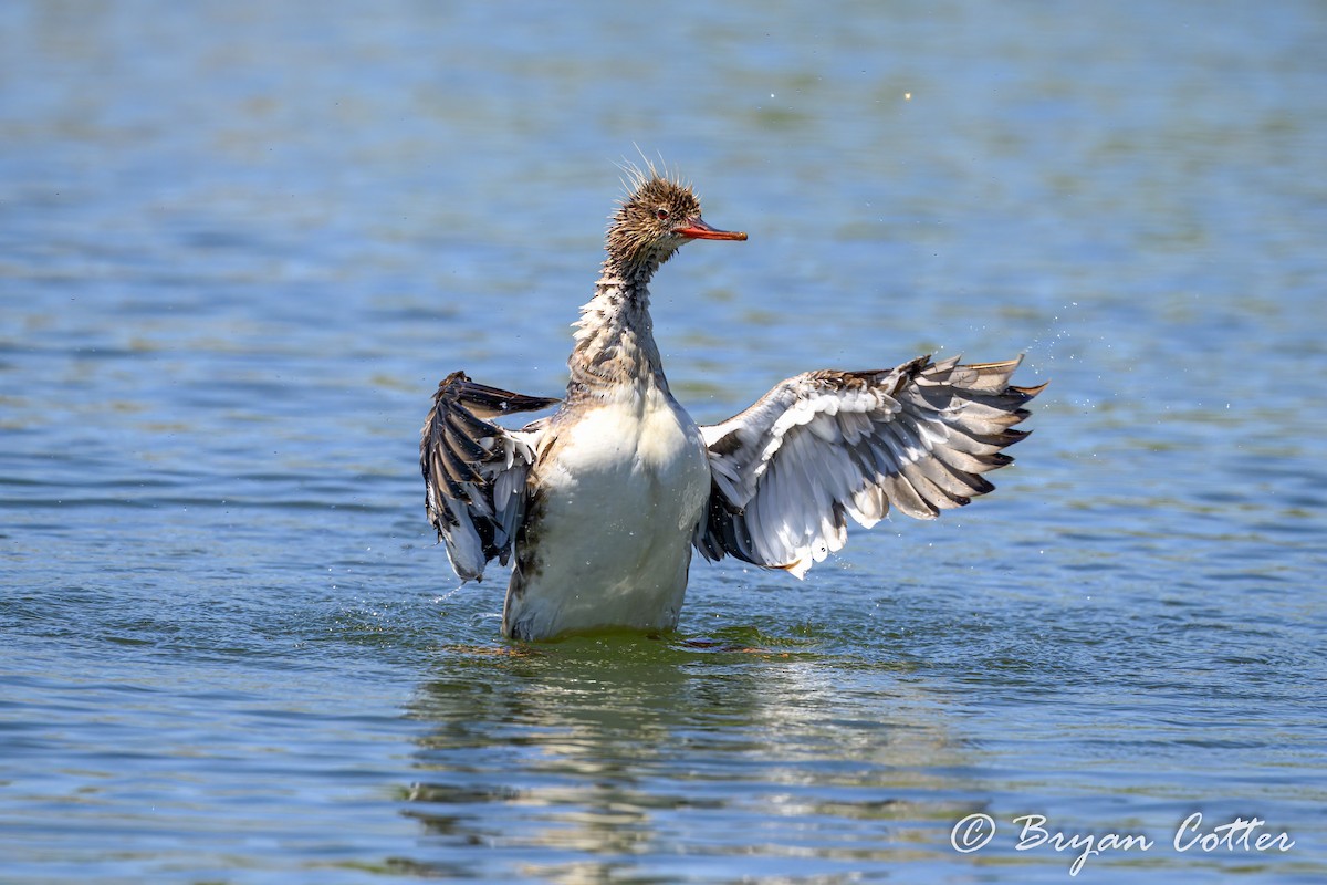 Red-breasted Merganser - Bryan Cotter