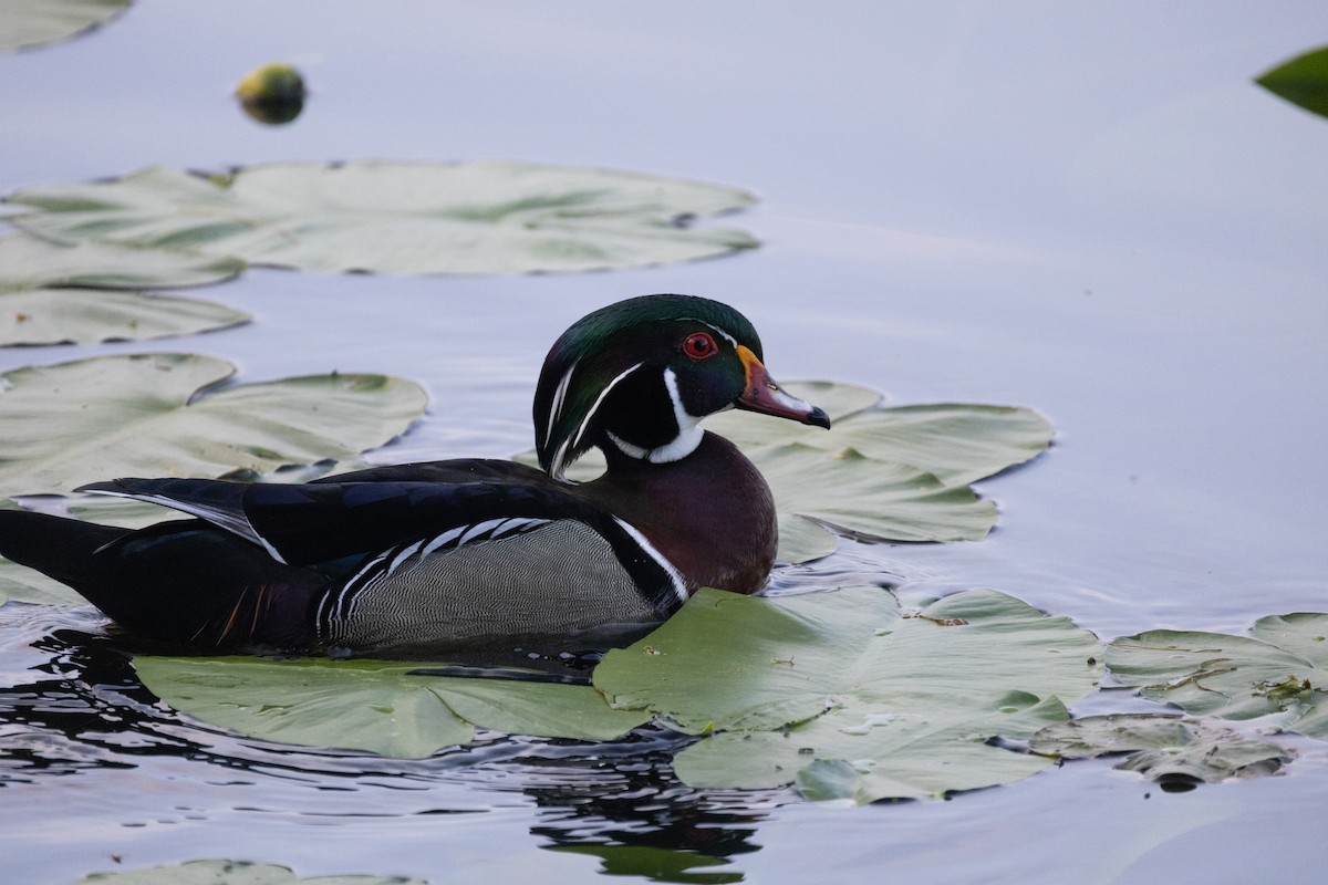 Wood Duck - Anonymous