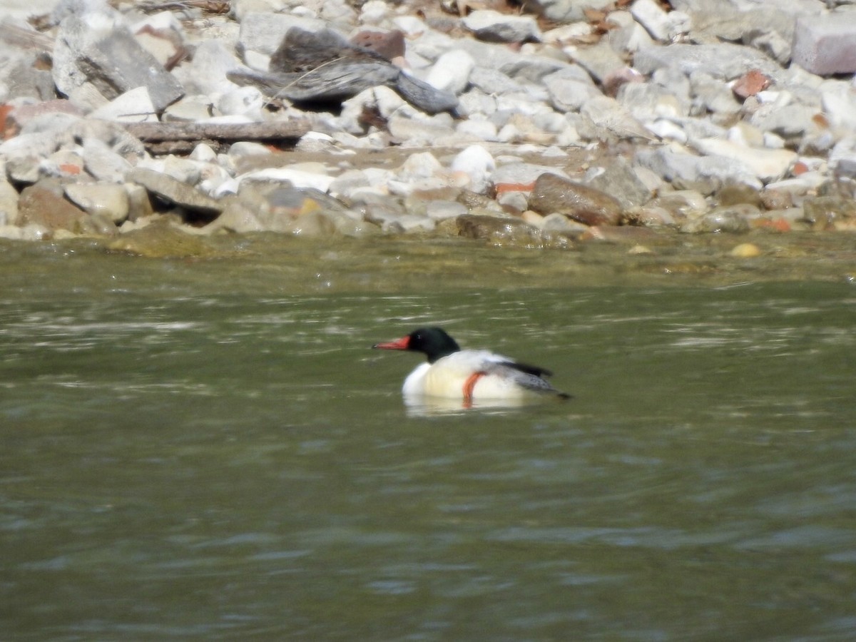 Red-breasted Merganser - Anita Hooker