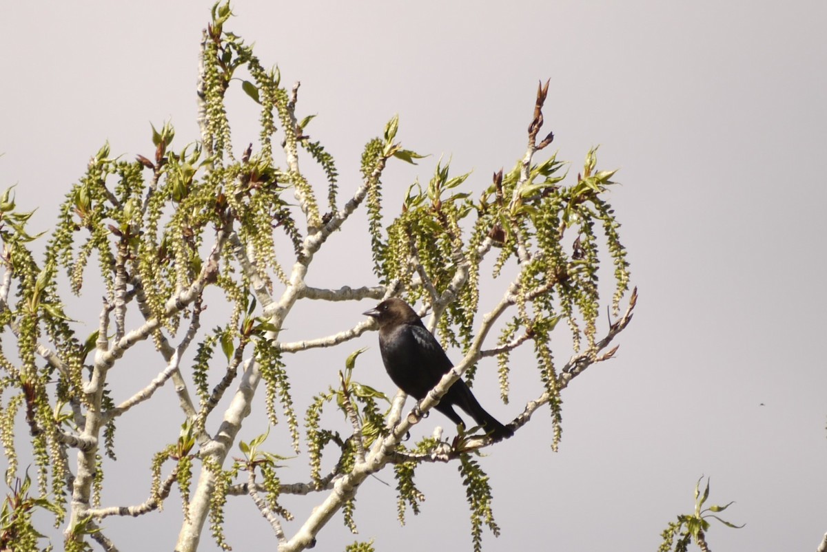 Brown-headed Cowbird - M Eubank