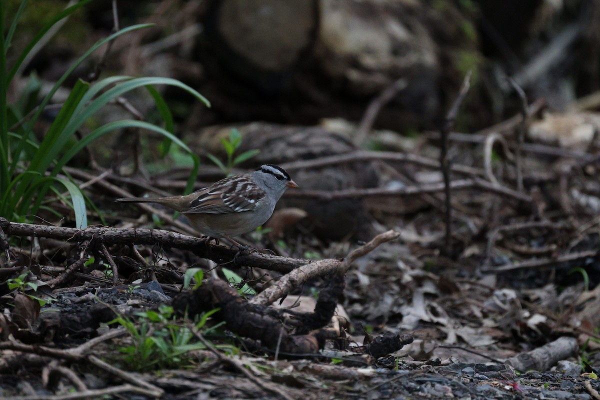 White-crowned Sparrow - Anonymous