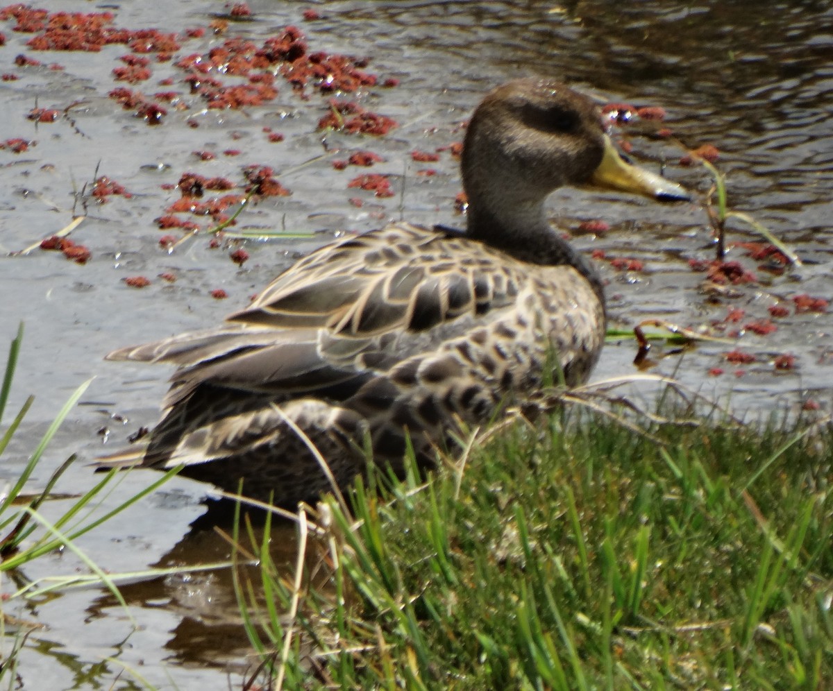 Yellow-billed Pintail - Carolina  Tosta Mayoral