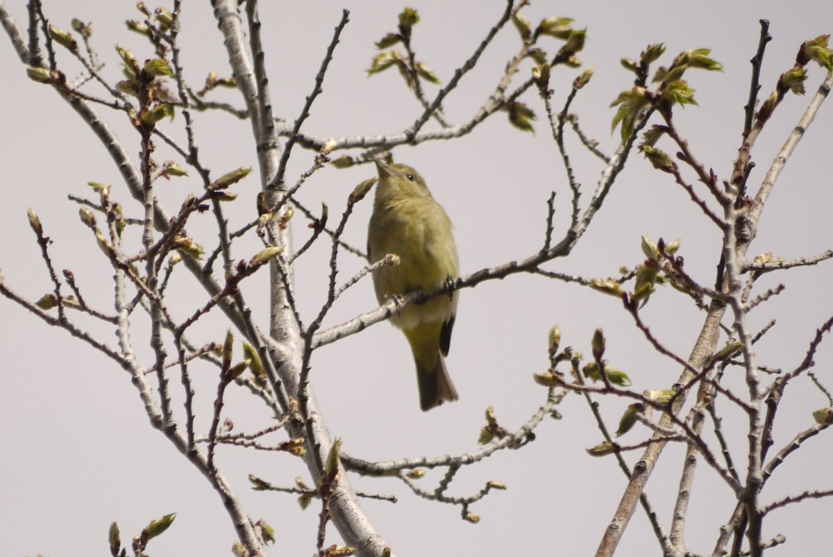 Western Tanager - M Eubank