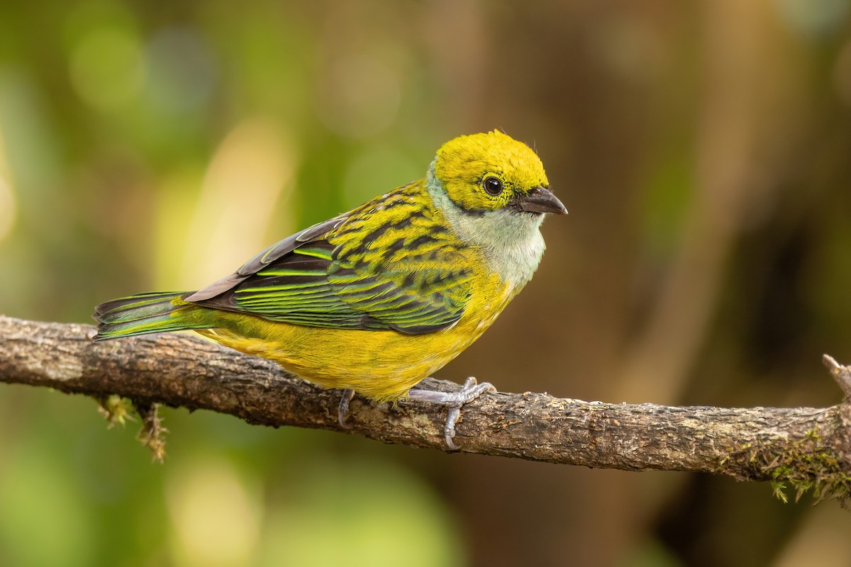 Silver-throated Tanager - Scott Coupland