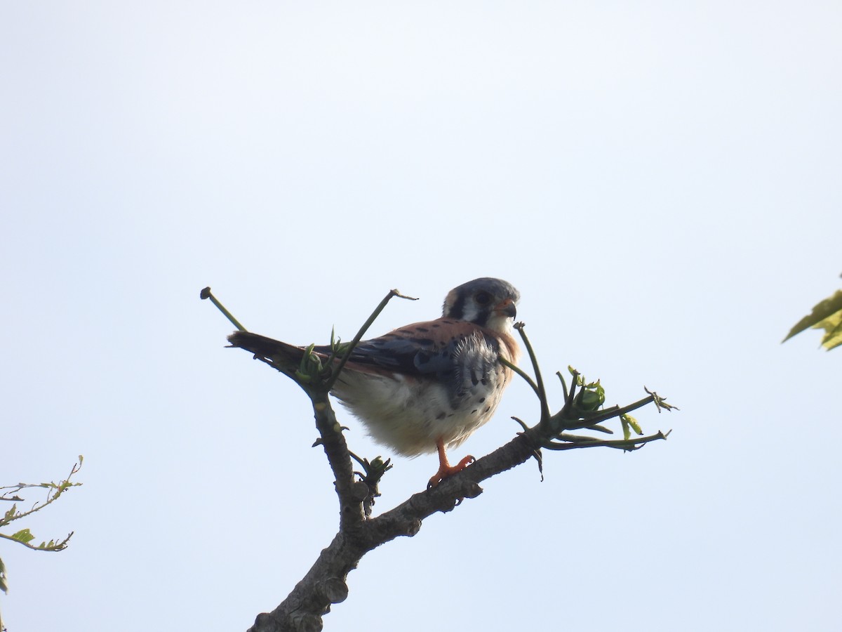 American Kestrel - ML619115229