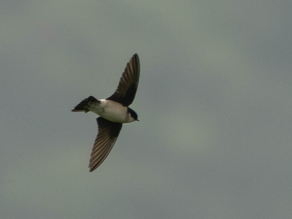 Asian House-Martin - ML619115230