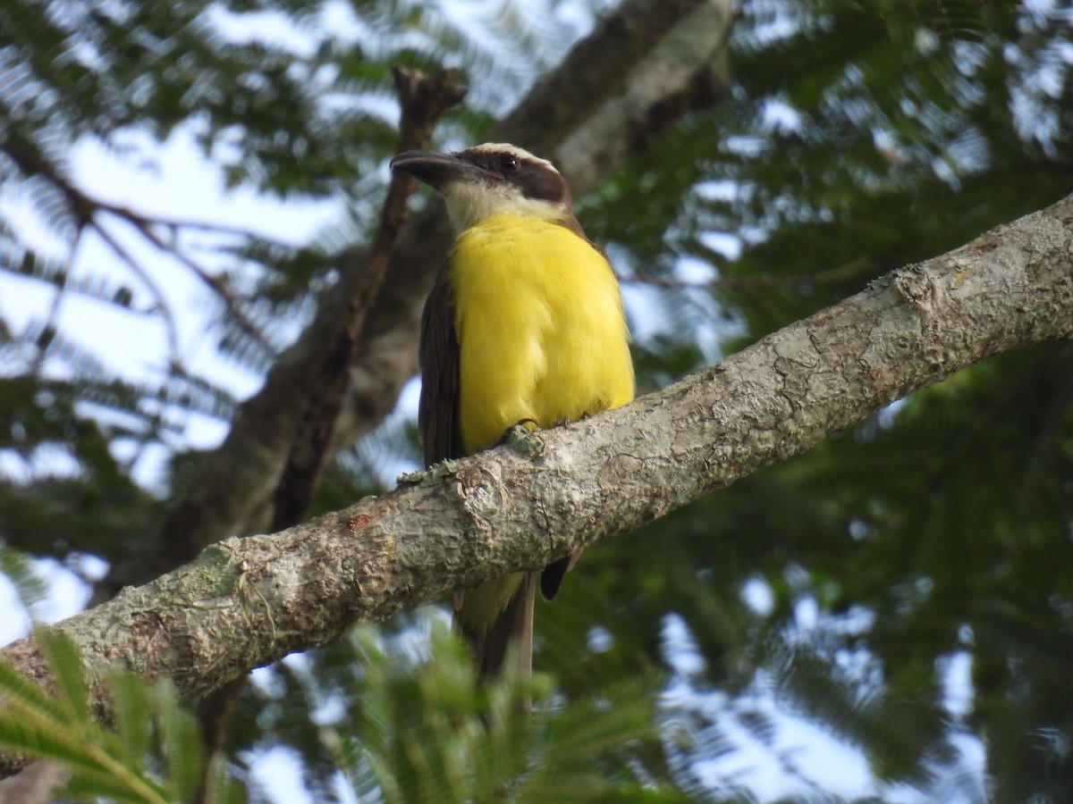 Great Kiskadee - Eduardo Rafael  Lázaro Arroyo