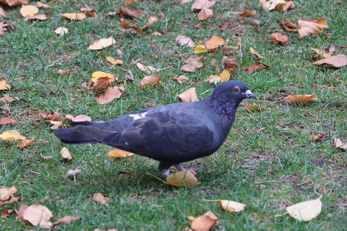 Rock Pigeon (Feral Pigeon) - Lorix Bertling