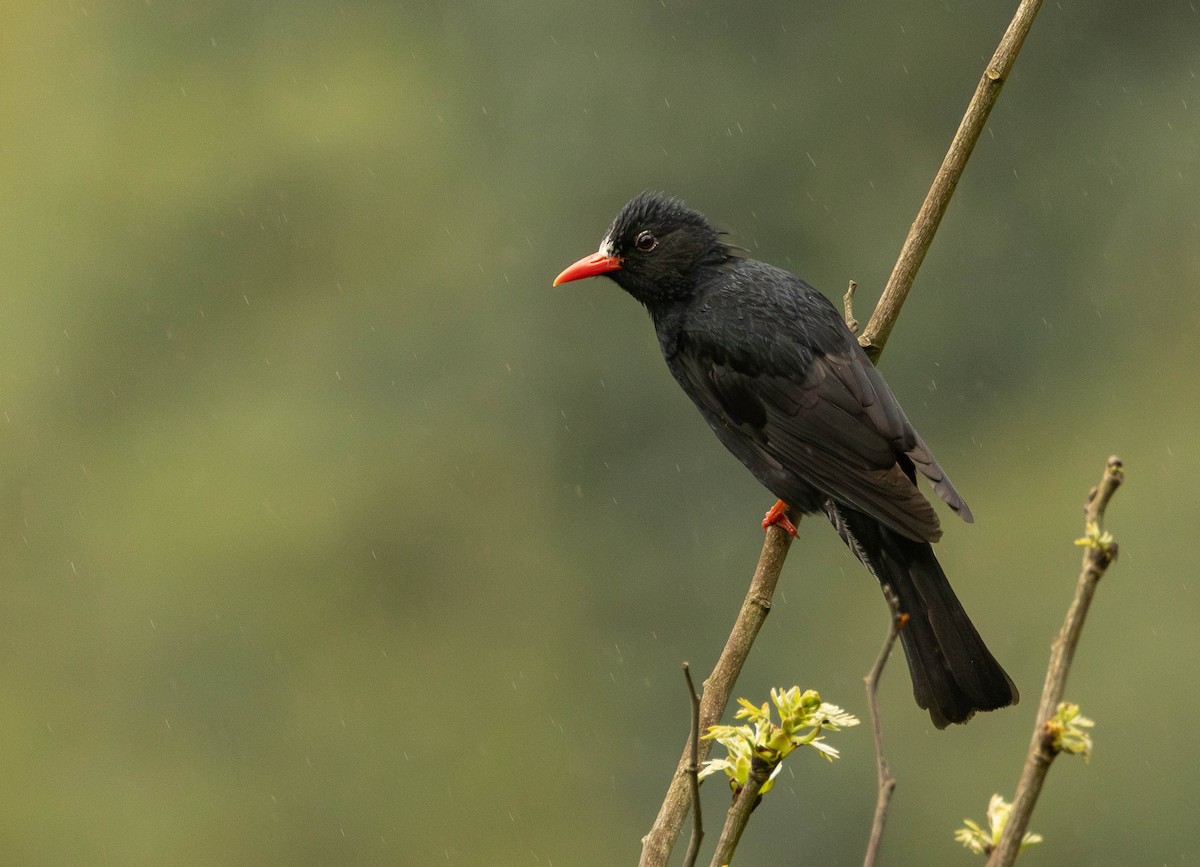 Bulbul Negro - ML619115295