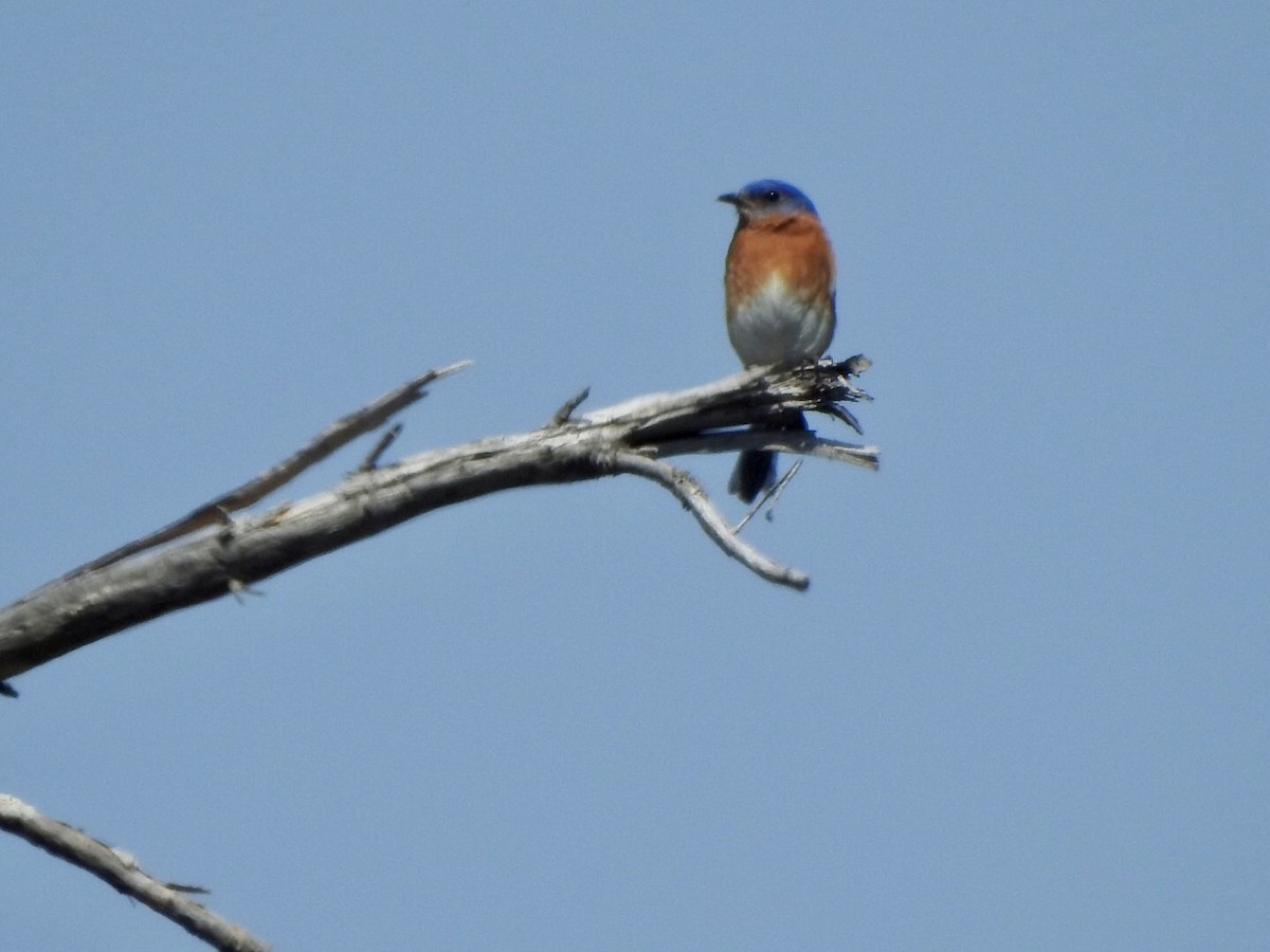 Eastern Bluebird - Anita Hooker