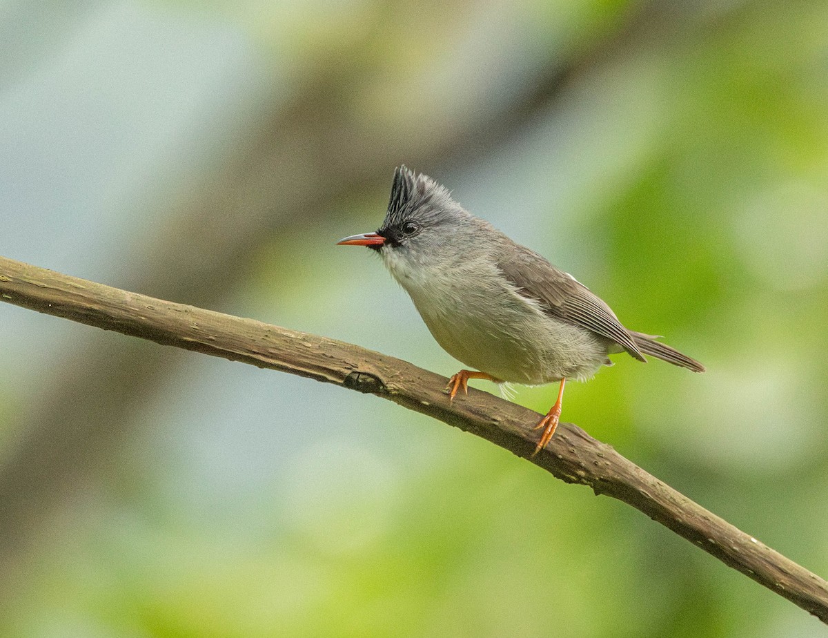 Black-chinned Yuhina - Garret Skead