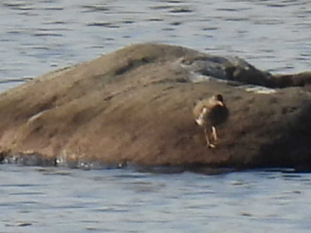 Spotted Sandpiper - Joseph McGill