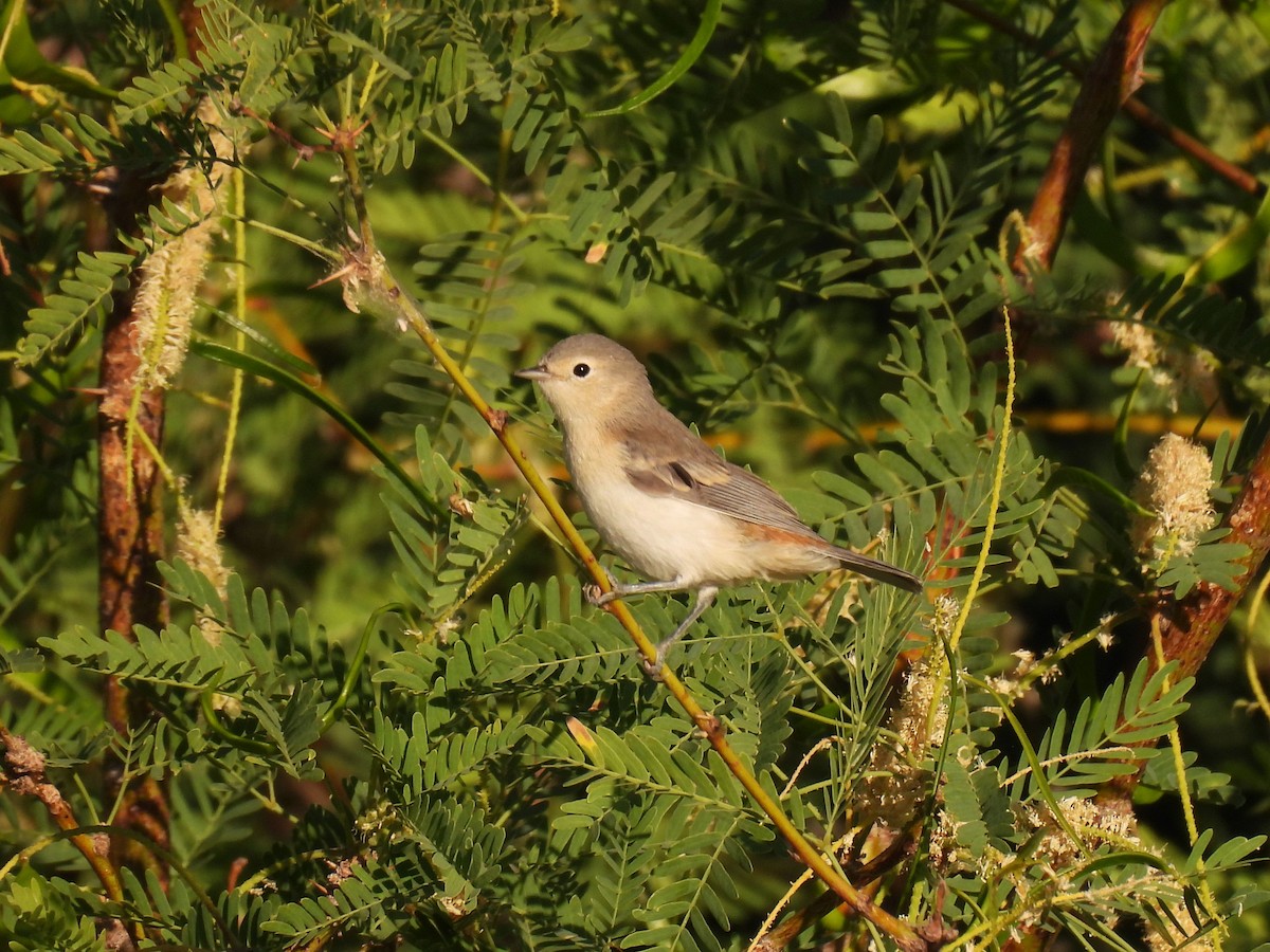 Lucy's Warbler - Teale Fristoe