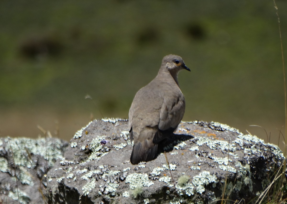 Palomita Alinegra - ML619115326