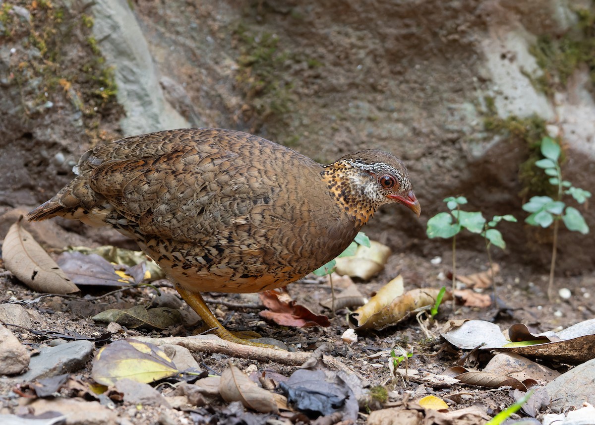 Scaly-breasted Partridge (Green-legged) - Ayuwat Jearwattanakanok