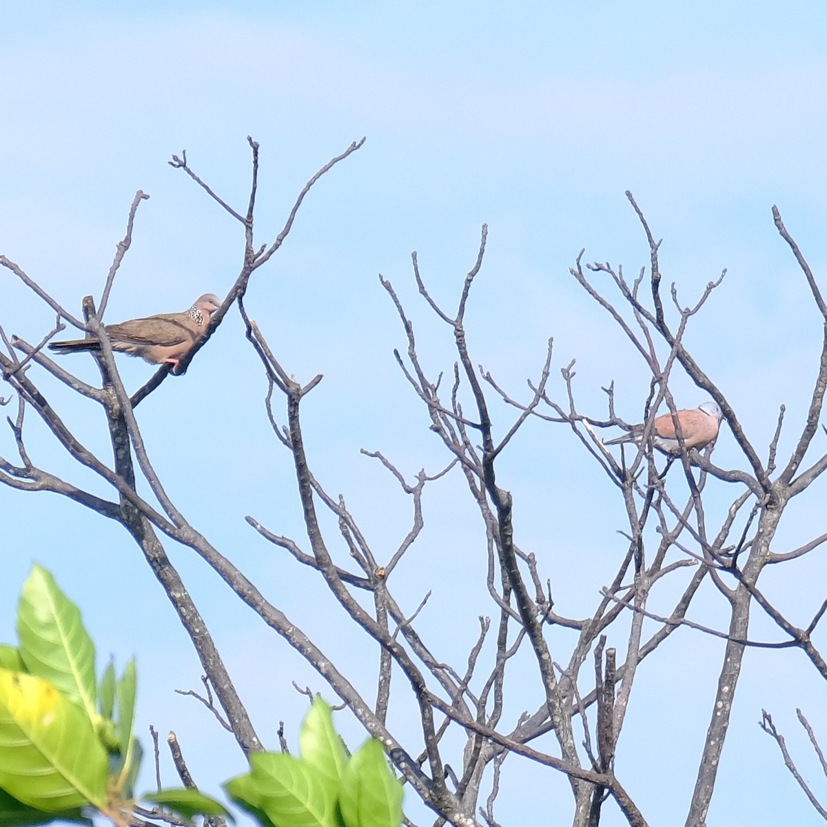 Red Collared-Dove - Kuan Chia Hsiu