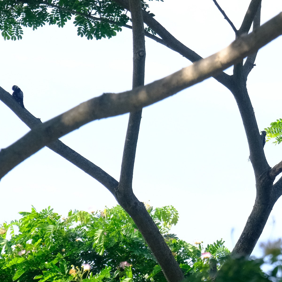 Gray-capped Pygmy Woodpecker - Kuan Chia Hsiu