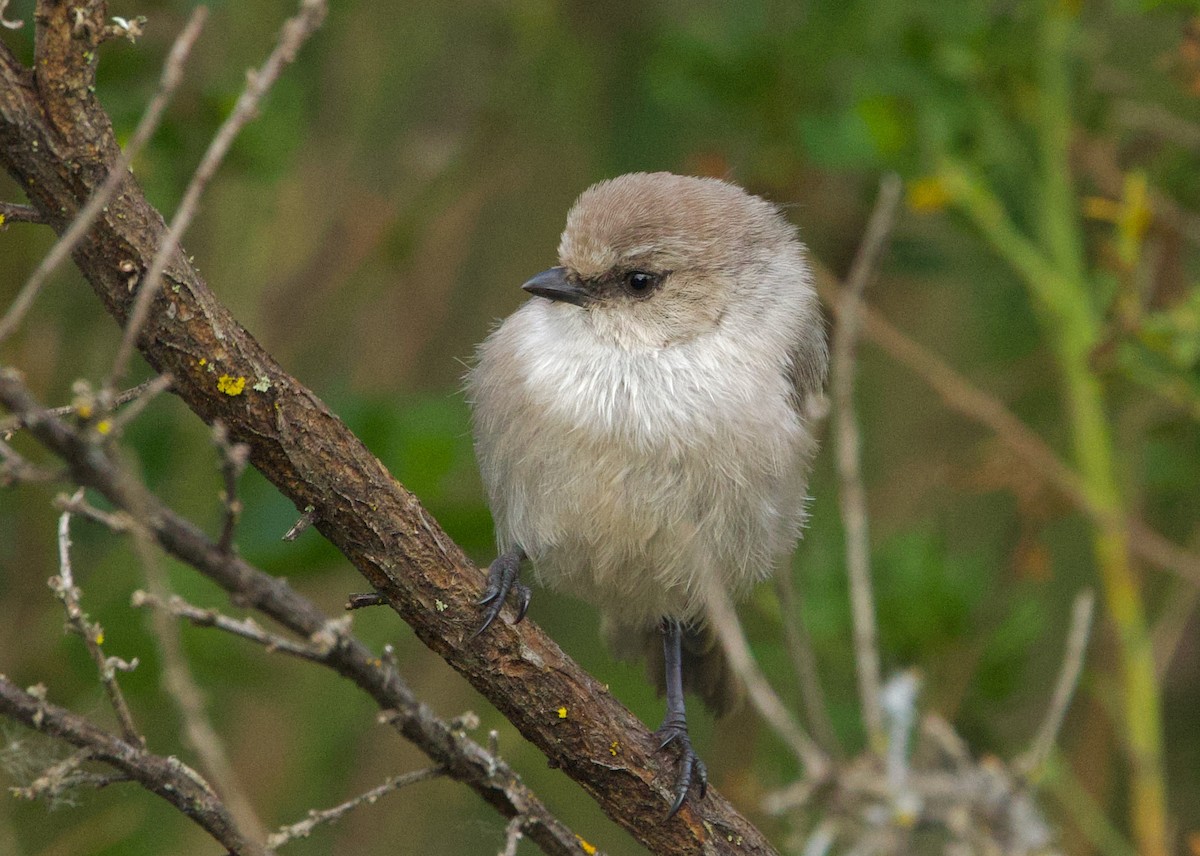 Bushtit (Pacific) - Pair of Wing-Nuts